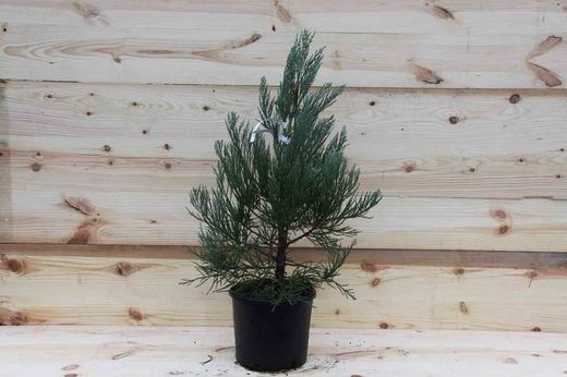 Séquoia géant, séquoia géant, Sequoiadendron giganteum.