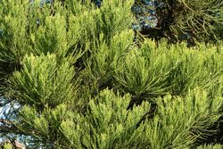 Séquoia géant, séquoia géant, Sequoiadendron giganteum.