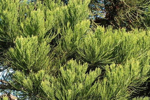 Séquoia géant, séquoia géant, Sequoiadendron giganteum.