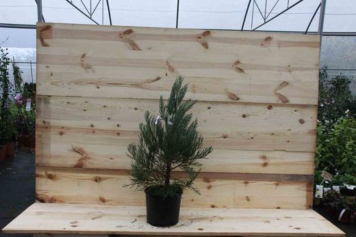 Séquoia géant, séquoia géant, Sequoiadendron giganteum.