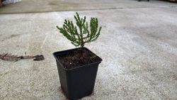 Séquoia géant, séquoia géant, Sequoiadendron giganteum.
