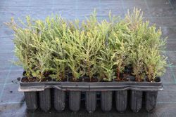 Séquoia géant, séquoia géant, Sequoiadendron giganteum.