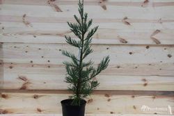 Secuoya gigante glauca, Sequoiadendron giganteum 'Glaucum'