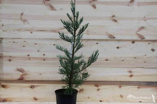 Secuoya gigante glauca, Sequoiadendron giganteum 'Glaucum'