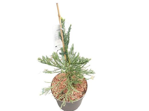 Secuoya gigante glauca, Sequoiadendron giganteum 'Glaucum'