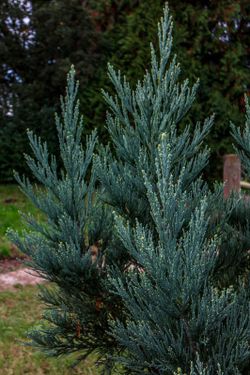 Secuoya gigante glauca, Sequoiadendron giganteum 'Glaucum'