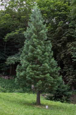 Secuoya gigante glauca, Sequoiadendron giganteum 'Glaucum'