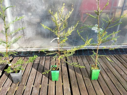 Secuoya roja, Sequoia sempervirens