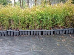 Sequóia vermelha, sequóias sempervirens, sequóia vermelha