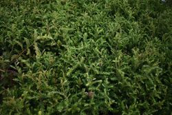 Sequóia vermelha, sequóias sempervirens, sequóia vermelha