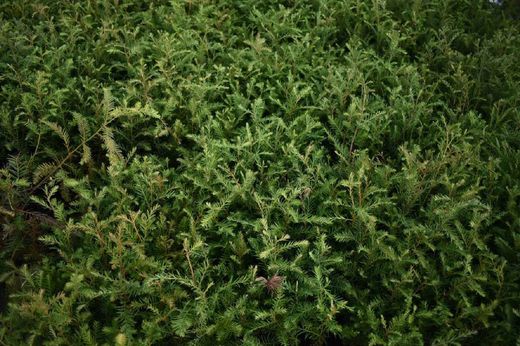 Sequóia vermelha, sequóias sempervirens, sequóia vermelha