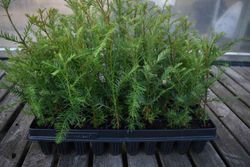 Sequóia vermelha, sequóias sempervirens, sequóia vermelha