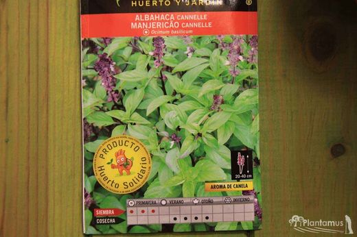 Semilla aromatica de albahaca cannelle, Ocimum basilicum