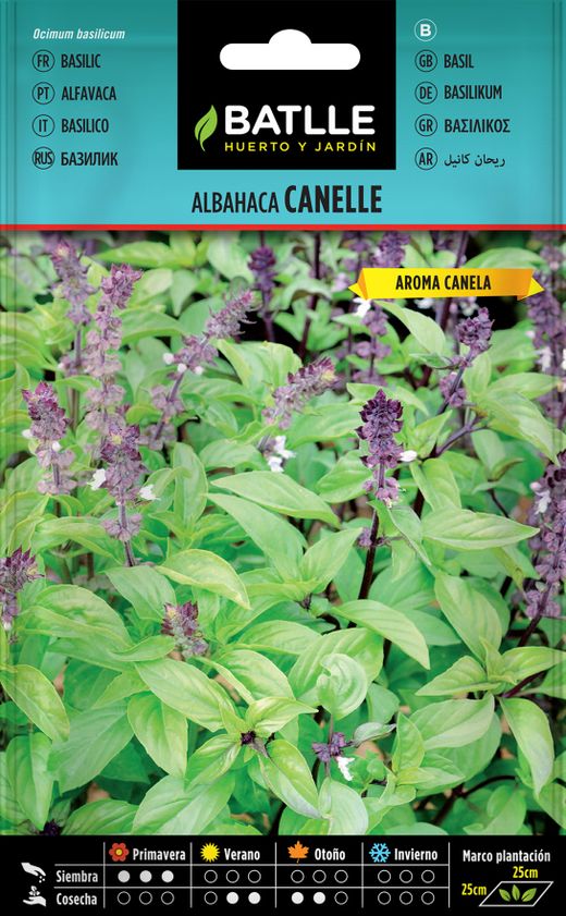 Graine aromatique de basilic cannelle, Ocimum basilicum