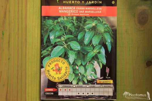 Semilla aromática de albahaca enana marsellesa, Ocimum basilicum
