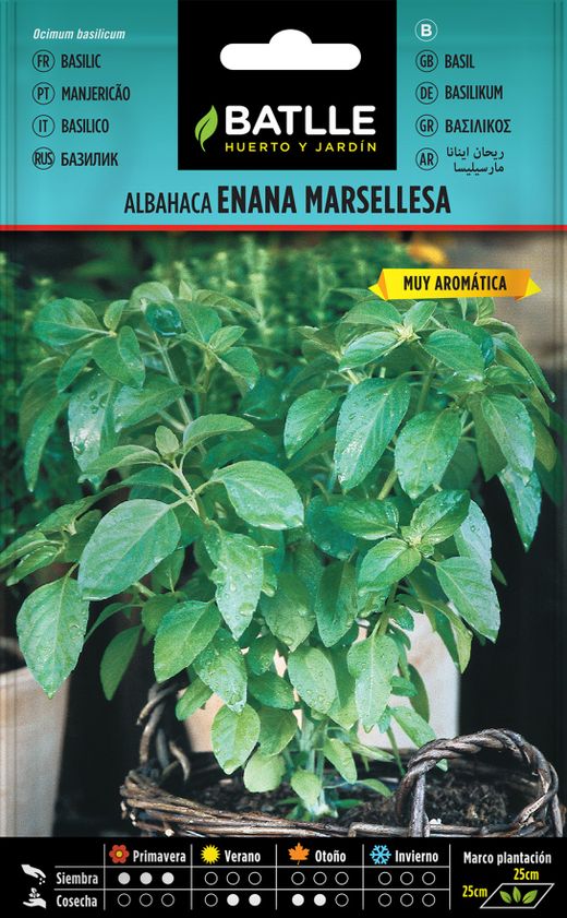 Semilla aromática de albahaca enana marsellesa, Ocimum basilicum