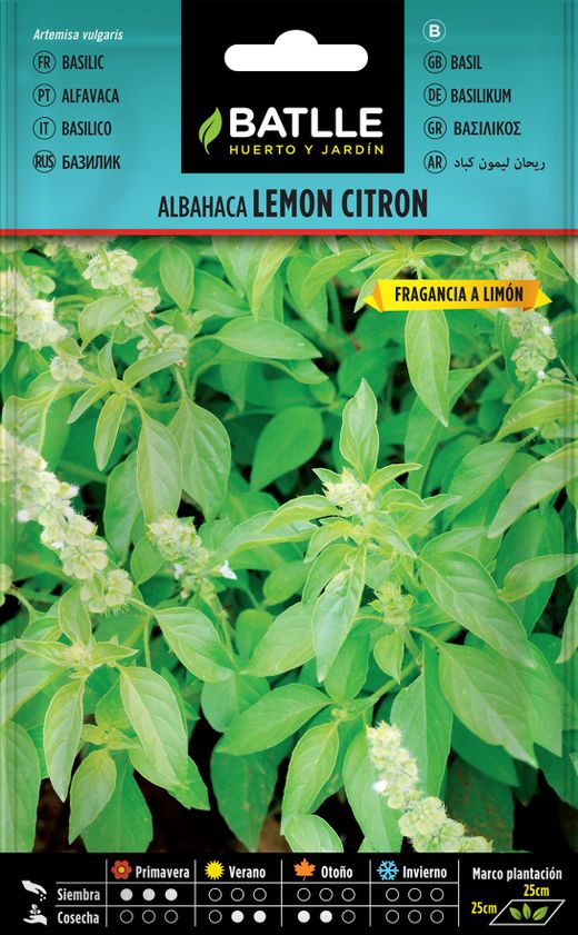 Graine de basilic citron citron aromatique, Ocimum basilicum