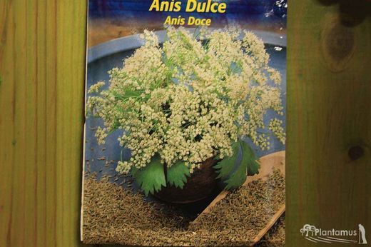 Graine d'anis doux aromatique