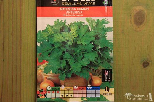 Semilla aromática de artemisa común, artemisia vulgari
