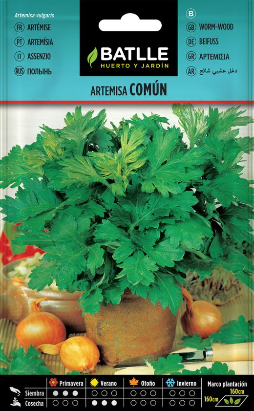 Graine aromatique d'armoise commune, Artemisia vulgari
