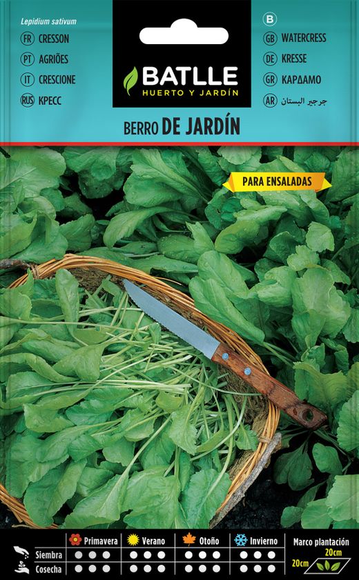 Graine aromatique de cresson, alénois, acide, lepidium sativum.