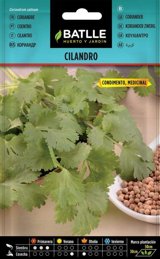 Semilla aromática de cilandro, coentros sativo