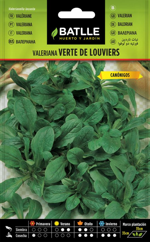 Semilla aromática de hierba de los canonigos, valeriana