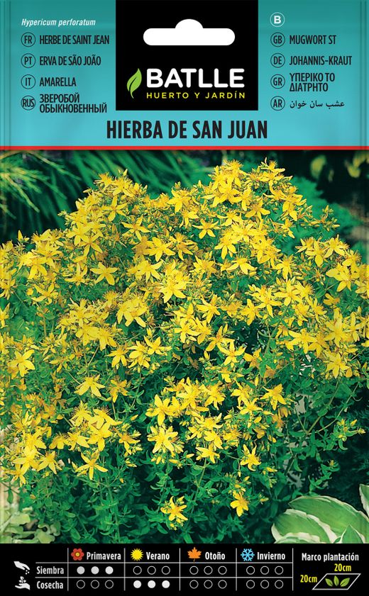 Semilla aromática de hierba de san juan