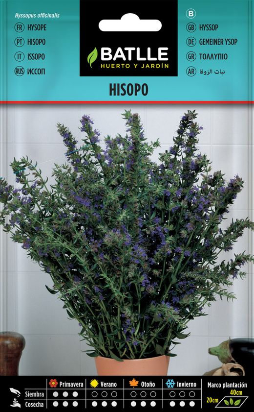 Graine aromatique d'hysope, Hyssopus officinalis