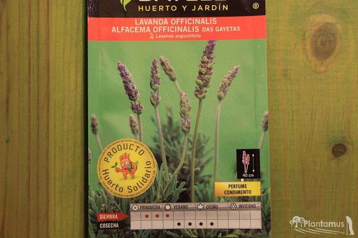 Semilla aromática de lavanda, Lavanda officinalis.