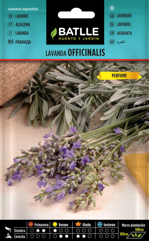 Semilla aromática de lavanda, Lavanda officinalis.