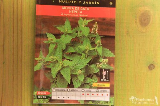 Semilla aromática de menta de gato, nepeta