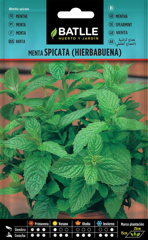 Graine de spicata de menthe poivrée aromatique, Mentha spicata