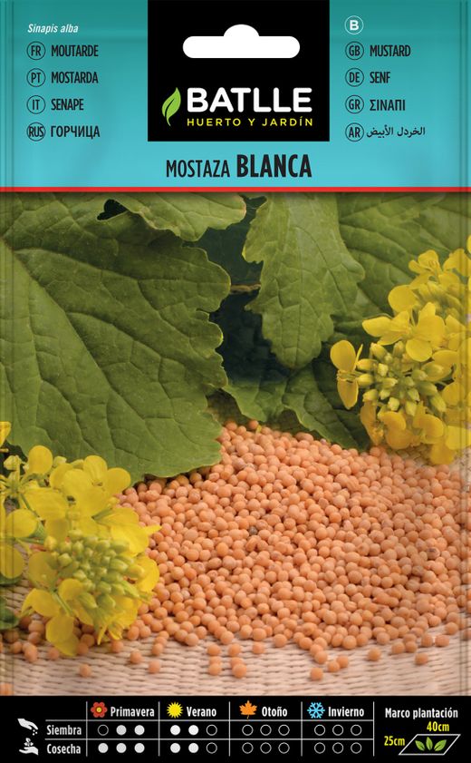 Semilla aromática de mostaza blanca, sinapis alba Variedad anual.