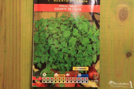 Semilla aromática de perejil gigante de italia, salsa, petroselinum sativum