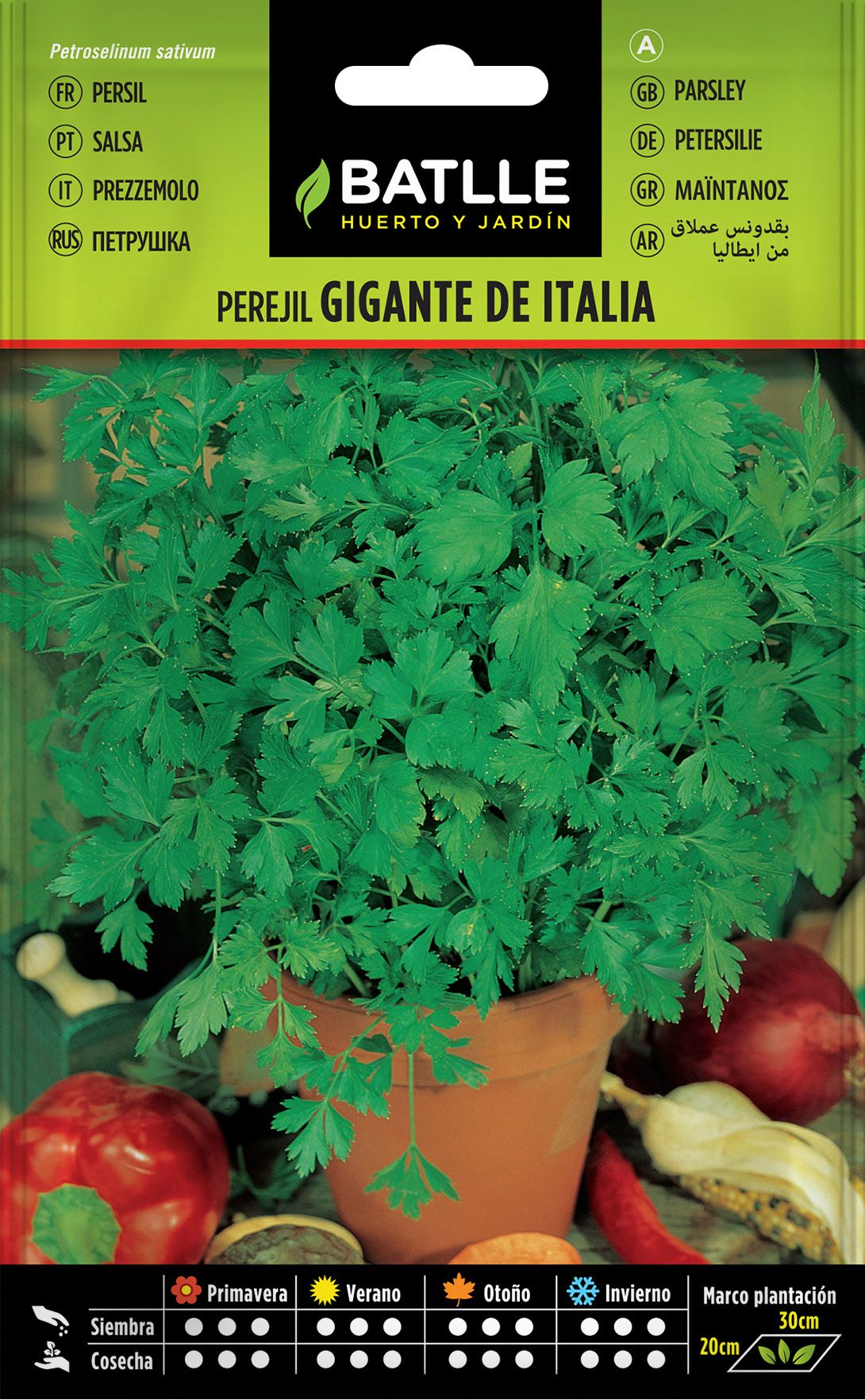 Semilla aromática de perejil gigante de italia, salsa, petroselinum sativum