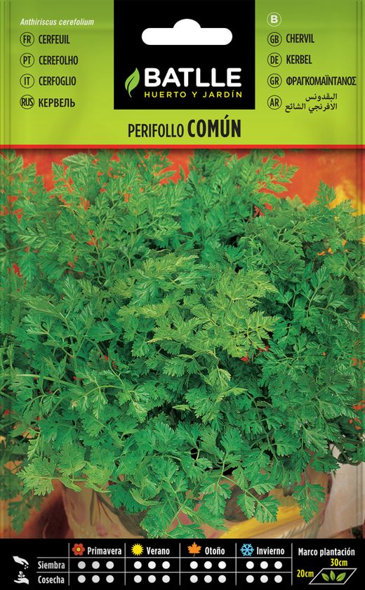Graine aromatique de cerfeuil, cerefolio commun, anthiriscus cerefolium.
