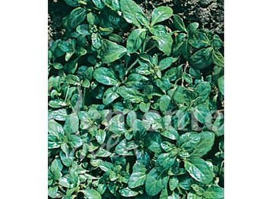 Semilla aromática de poleo, menta poleo, menta poliol