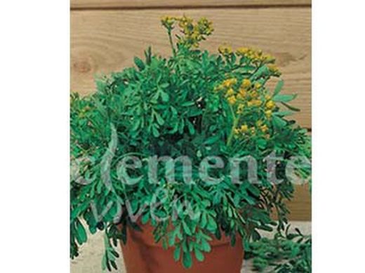 Semilla aromática de ruda, rude, ruda oficinal