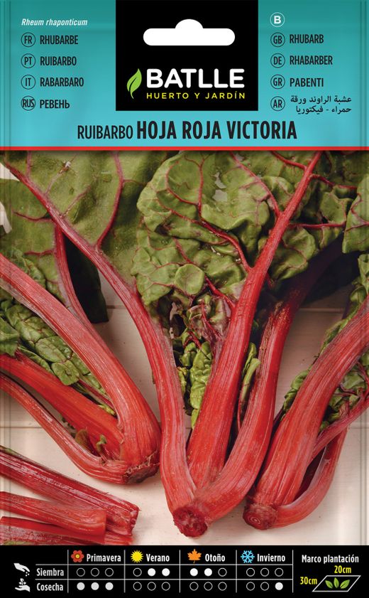 Semilla aromática de ruibarbo hoja roja victoria, Rheum rhaponticum