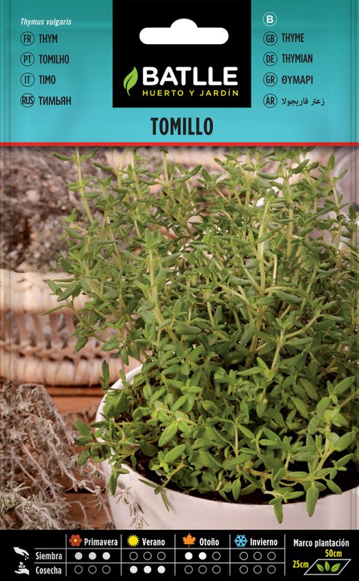 Semilla aromática de tomillo, tomilho de inverno, thymus vulgaris.