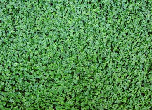 Semilla césped dichondra repens 500 gr