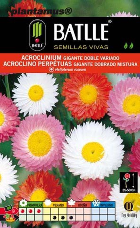 Semillas de flores de acroclinium gigante — Plantamus Vivero online