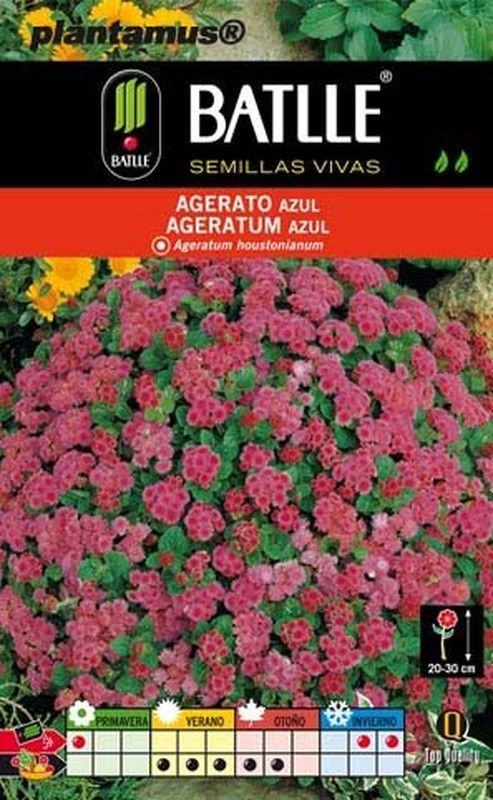 Semente azul de agerate, ageratum houstonianum.