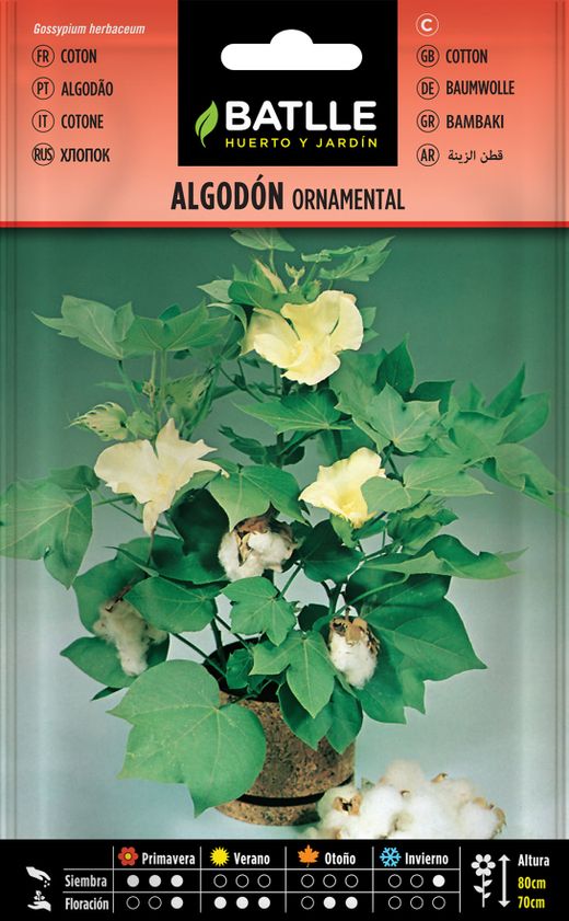 Graine de coton ornementale, Algodao, Gossypium herbaceum