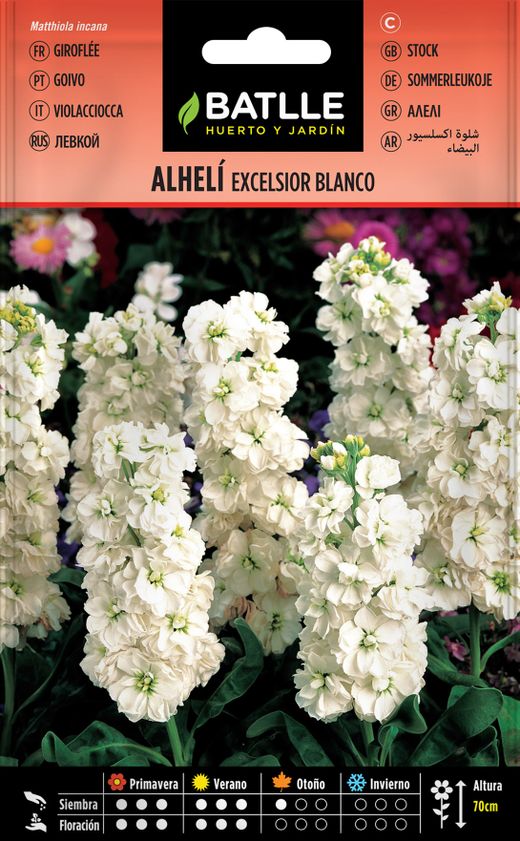 Graine de géant blanc alheli excelsior, matthiola incana.