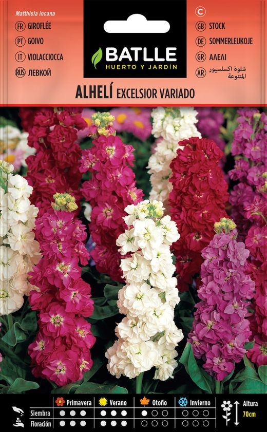 Graines variées d'alheli excelsior, matthiola incana