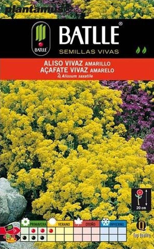 Graine d'aulne vivace jaune, Alissum saxatile