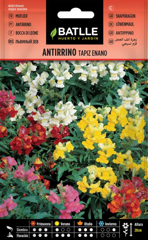 Semilla de antirrino tapiz enano