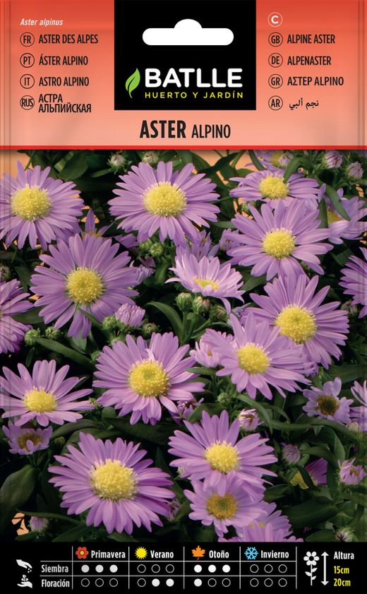 Graine d'aster alpin, Aster alpinus.